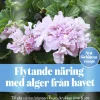 Näring Flytande 1L>Algomin