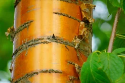 Näverhägg 'Amber Beauty' Högstam><noscript><img width=