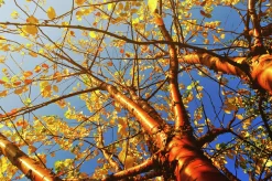 Näverhägg 'Amber Beauty' Högstam><noscript><img width=