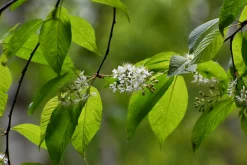 Näverhägg 'Amber Beauty' Högstam><noscript><img width=