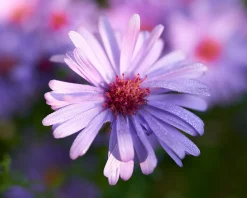 Oktoberaster 'Early Blue'>Omnia garden Best