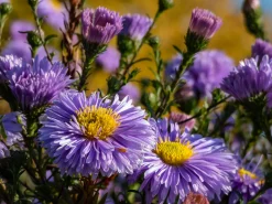 Oktoberaster 'Early Blue'>Omnia garden Best