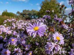 Oktoberaster 'Early Blue'><noscript><img width=