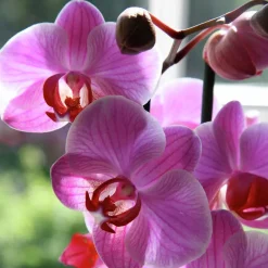 Orkidéjord Hasselfors 4L><noscript><img width=