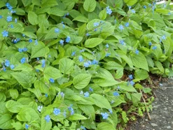 Ormöga marktäckande>Omnia garden New