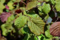 Ormhassel 'Red Majestic'>Omnia garden Outlet