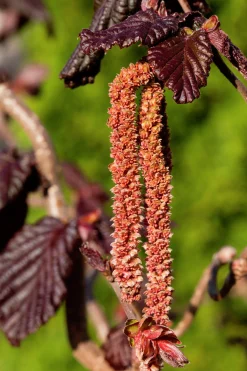 Ormhassel 'Red Majestic'><noscript><img width=