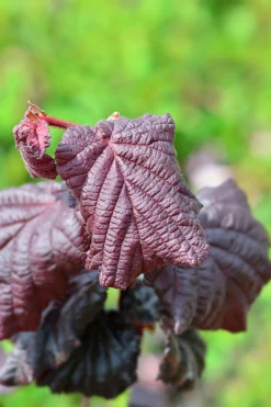 Ormhassel 'Red Majestic'><noscript><img width=