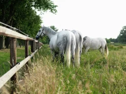 Paddock komplett med grind 20x60m>Octowood New