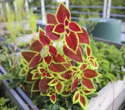 Palettblad lat. Coleus scutellarioides Mix>Danblumen Sale