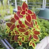 Palettblad lat. Plectranthus scutellarioides>Mäster Grön Sale
