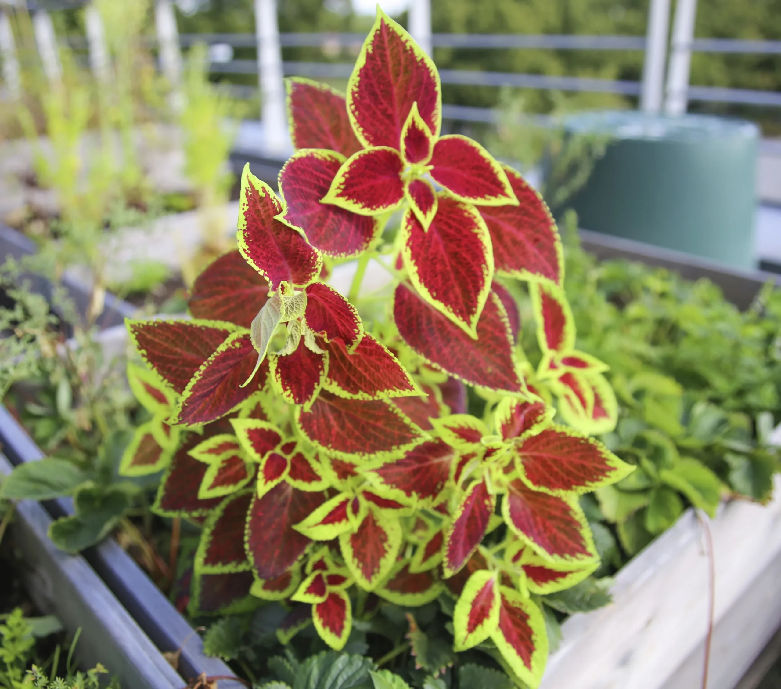 Palettblad lat. Plectranthus scutellarioides>Mäster Grön Sale