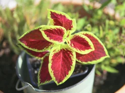 Palettblad lat. Plectranthus scutellarioides>Mäster Grön Sale