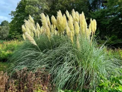 Pampasgräs 'Pumila' 2L>Omnia garden Best