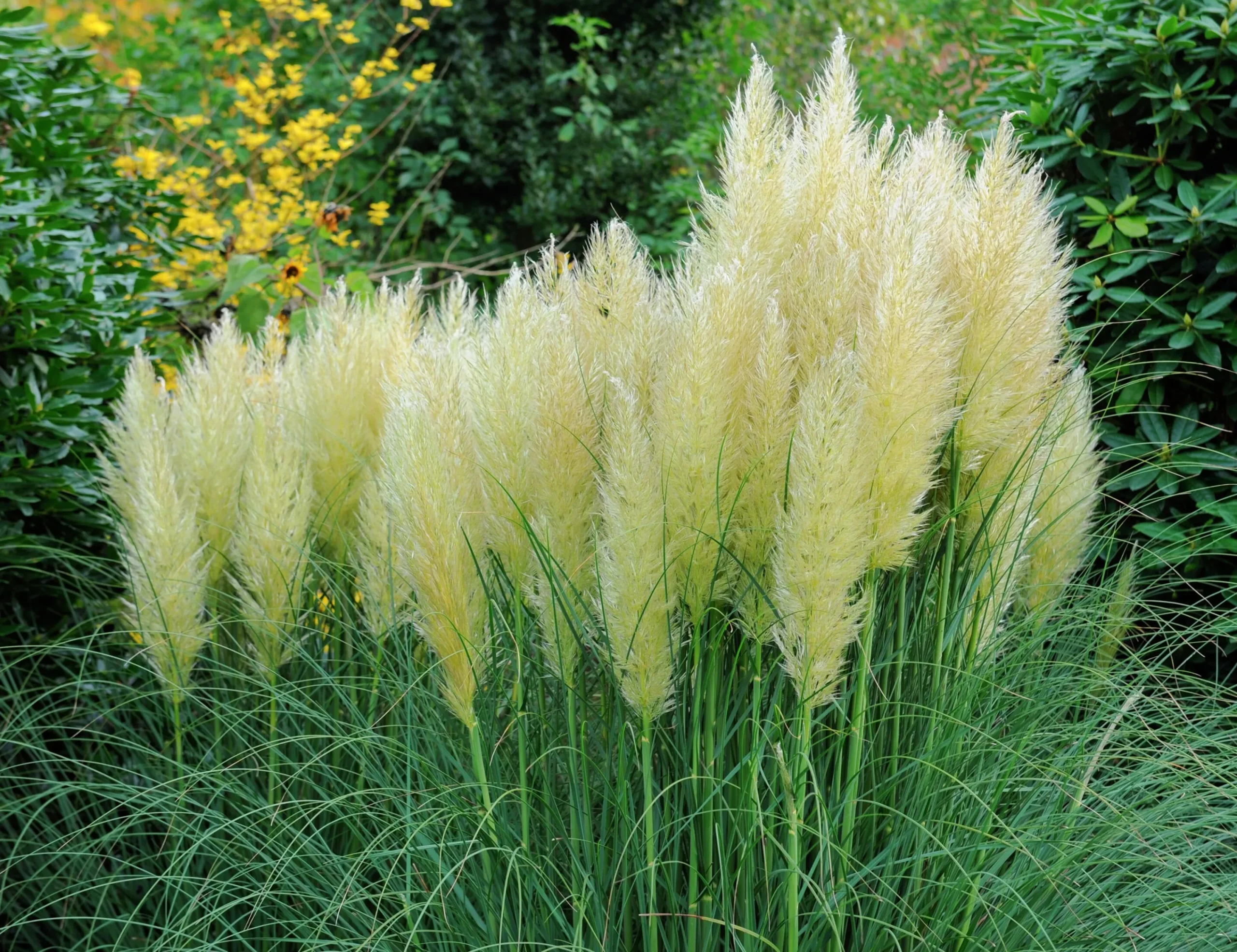 Pampasgräs 'Pumila' 2L>Omnia garden Best