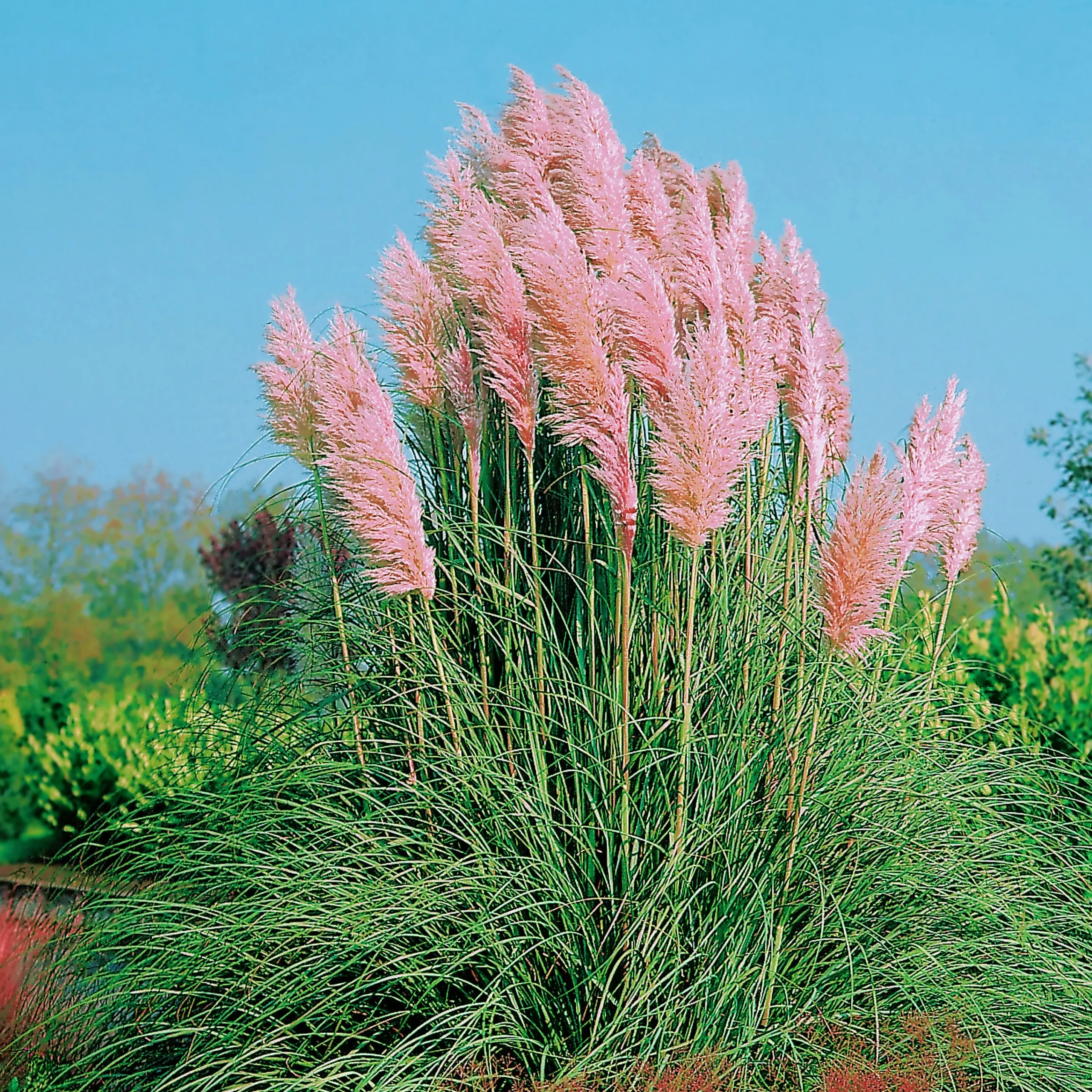 Pampasgräs 'Rosea' 2L>Omnia garden Outlet