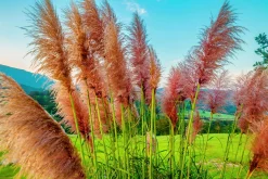 Pampasgräs 'Rosea' 2L><noscript><img width=