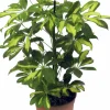 Papaplyaralia lat. Schefflera arboricola 'Gerda' Grenad>Mäster Grön Best