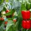 Paprika lat. Capsicum annuum>Mäster Grön