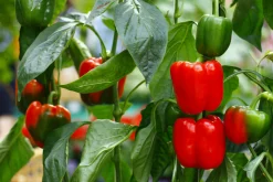 Paprika lat. Capsicum annuum>Mäster Grön