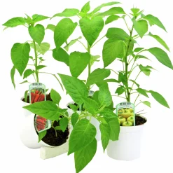 Paprika lat. Capsicum annuum>Mäster Grön