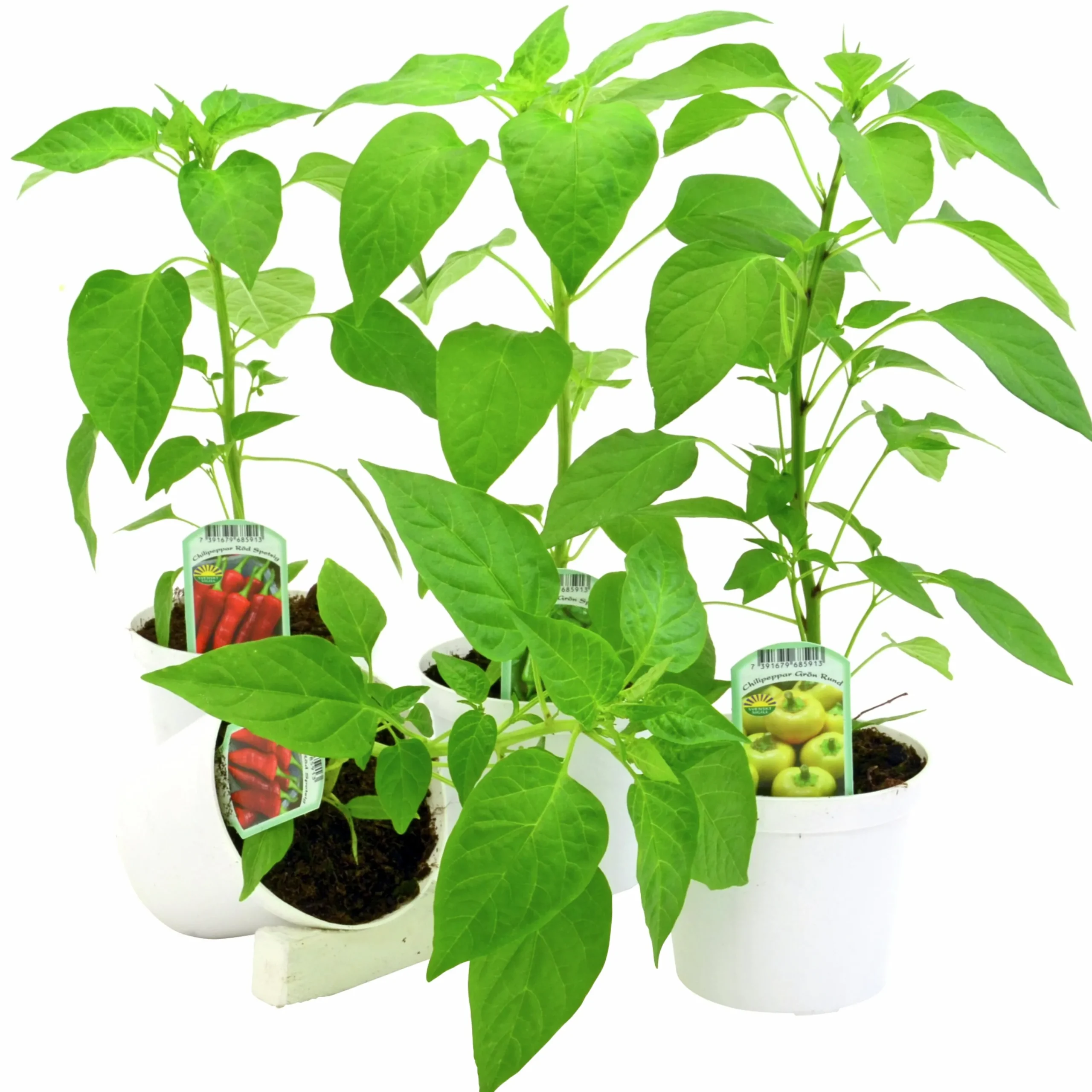 Paprika lat. Capsicum annuum>Mäster Grön