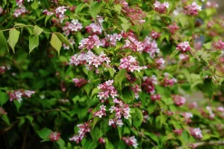 Paradisbuske Krukodlad>Omnia garden Clearance