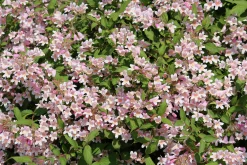 Paradisbuske Krukodlad><noscript><img width=