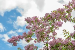 Paradisbuske Krukodlad><noscript><img width=