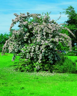 Paradisbuske 'Pink Cloud' Krukodlad>Omnia garden New