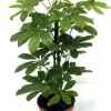 Paraplyaralia lat. Schefflera arboricola 'Nora' Grenad>Mäster Grön New