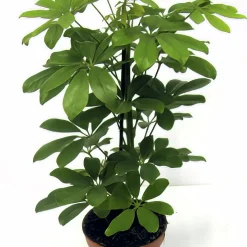Paraplyaralia lat. Schefflera arboricola 'Nora' Grenad>Mäster Grön New