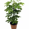 Paraplyaralia Nora i 24cm kruka>Danblumen Sale