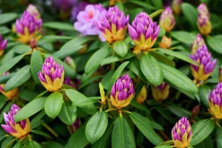 Park Rhododendron 'Catawbiense Grandiflorum'><noscript><img width=