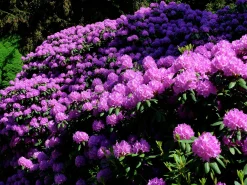 Park Rhododendron 'Catawbiense Grandiflorum'><noscript><img width=