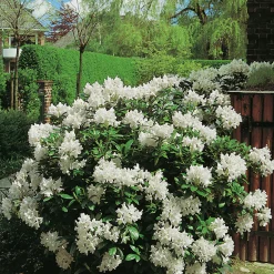 Park Rhododendron 'Cunninghams white'>Omnia garden