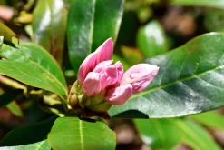Park Rhododendron 'Cunninghams white'><noscript><img width=