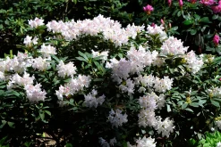 Park Rhododendron 'Cunninghams white'><noscript><img width=