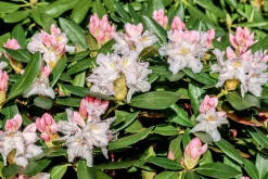 Park Rhododendron 'Cunninghams white'><noscript><img width=