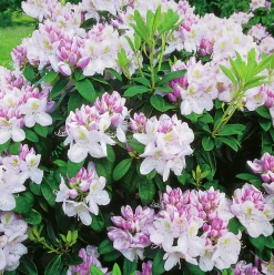Park Rhododendron 'Gomer Waterer'>Omnia garden Sale
