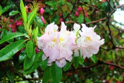 Park Rhododendron 'Gomer Waterer'>Omnia garden Sale