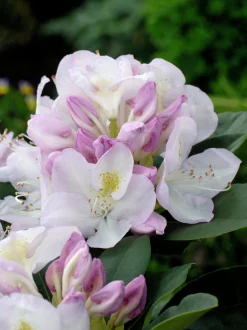 Park Rhododendron 'Gomer Waterer'><noscript><img width=