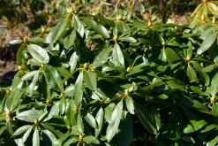 Park Rhododendron 'Gomer Waterer'><noscript><img width=