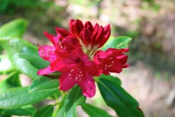 Park Rhododendron 'Nova Zembla'>Omnia garden Outlet