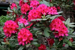 Park Rhododendron 'Nova Zembla'><noscript><img width=