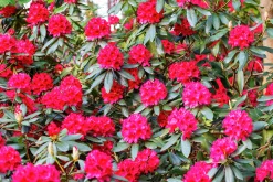 Park Rhododendron 'Nova Zembla'><noscript><img width=