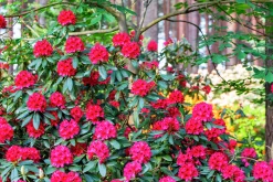 Park Rhododendron 'Nova Zembla'><noscript><img width=