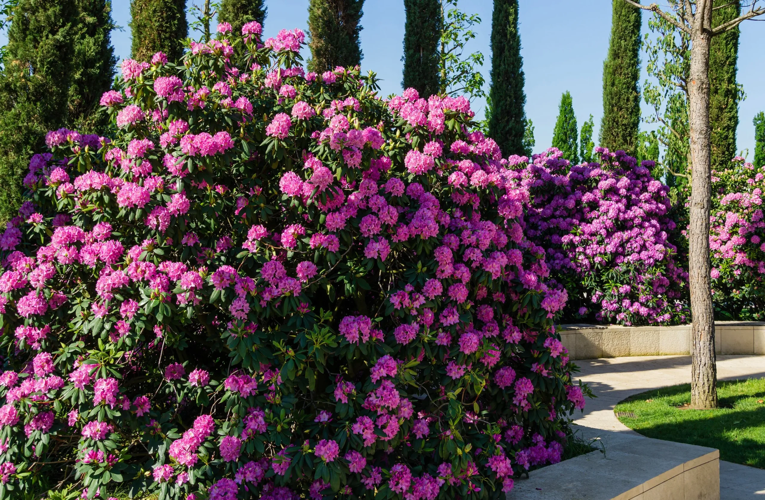 Park Rhododendron 'Roseum Elegans'>Omnia garden Outlet