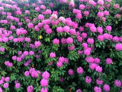 Park Rhododendron 'Roseum Elegans'><noscript><img width=