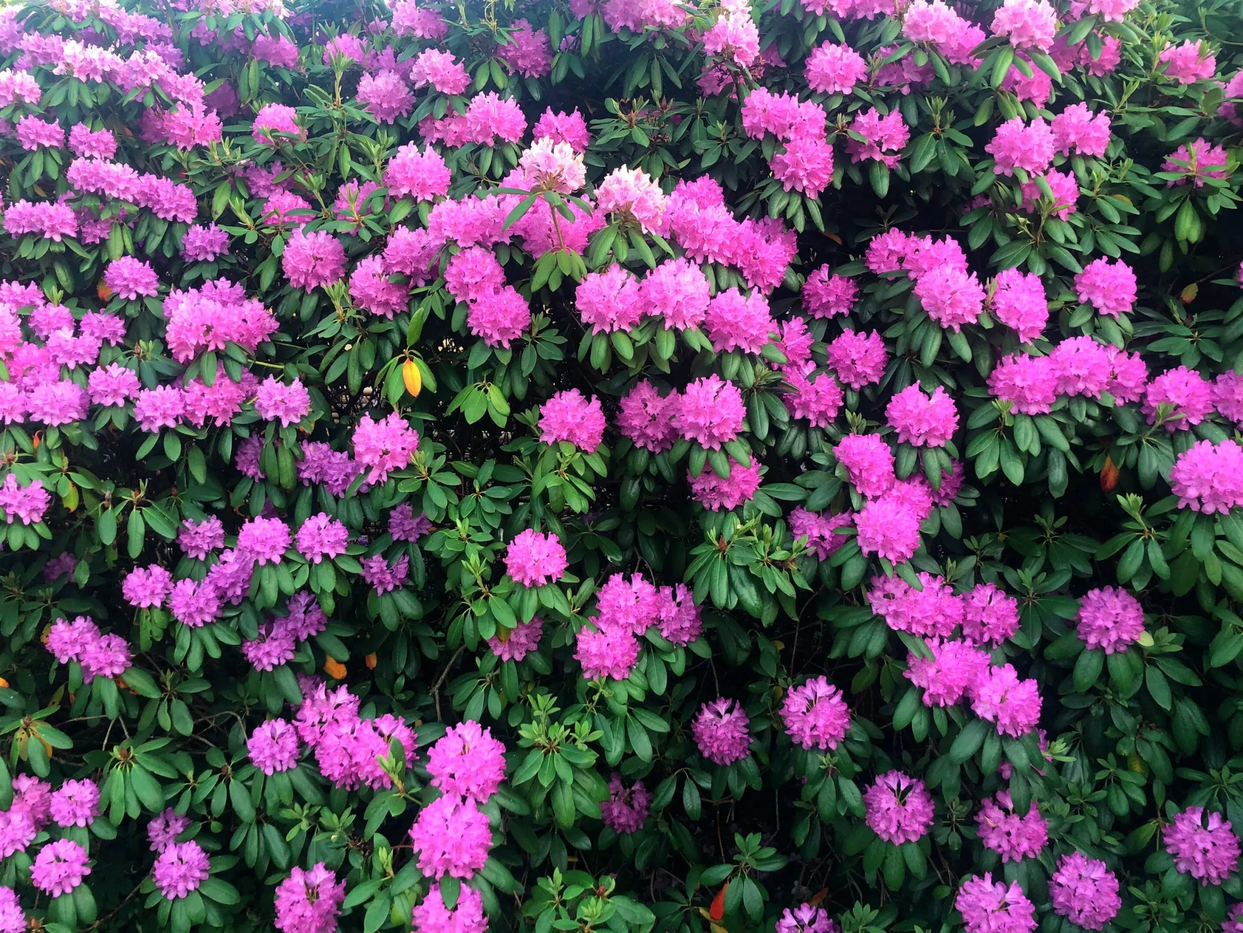 Park Rhododendron 'Roseum Elegans'>Omnia garden Outlet